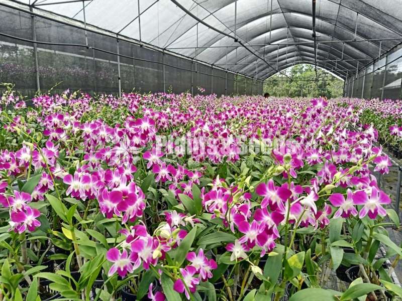 Dendrobium Orchid Plants