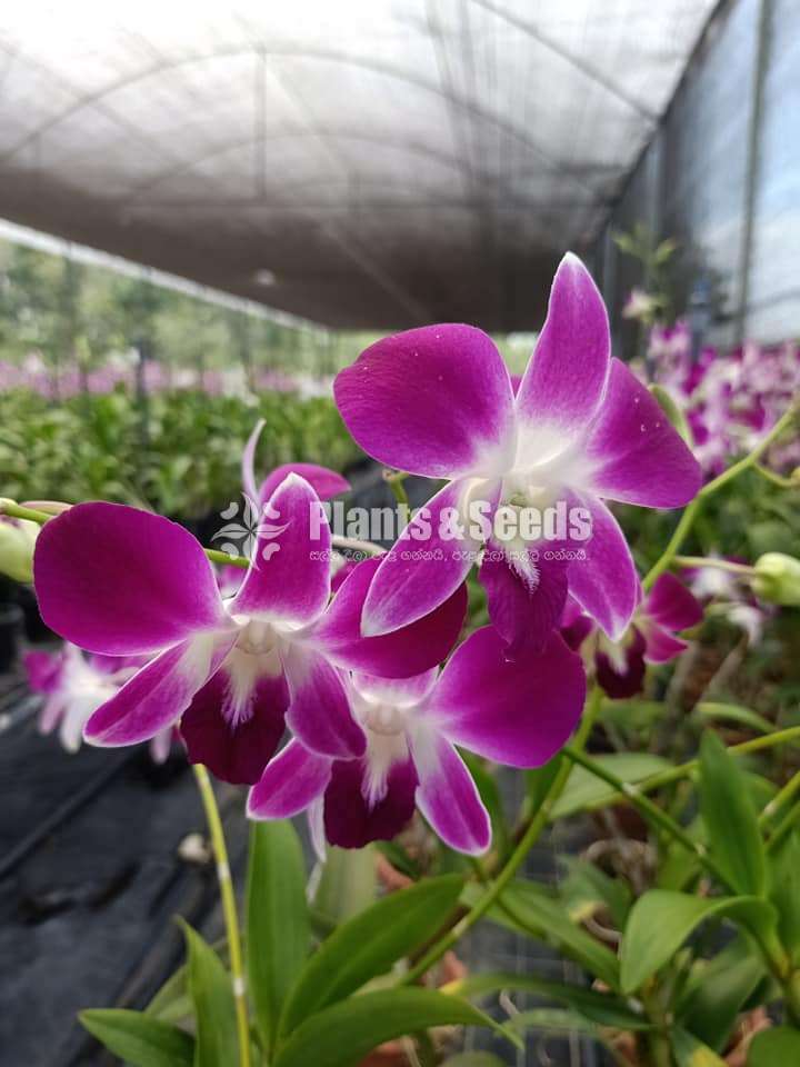 Dendrobium Orchid Plants
