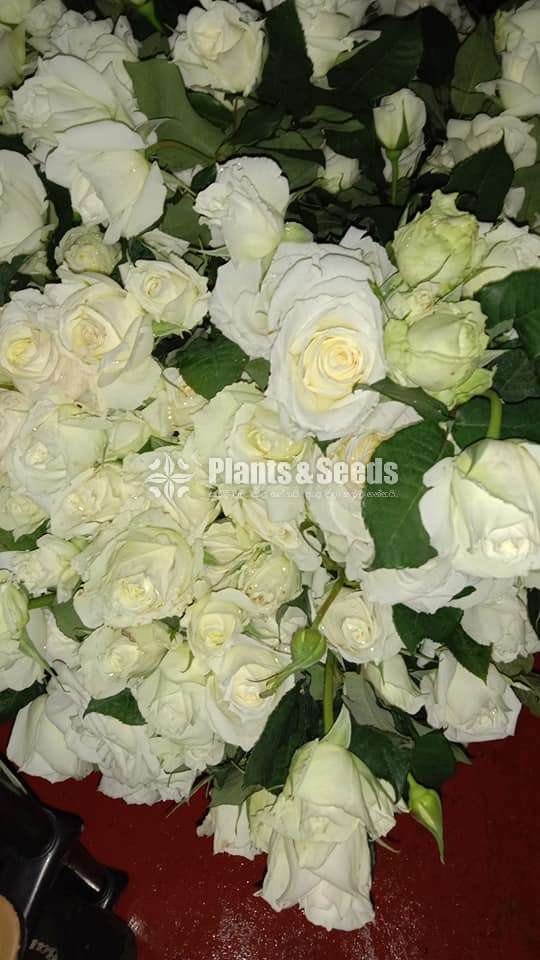 White and Red Roses