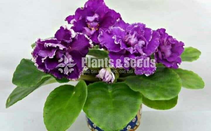 Africon Vilot
