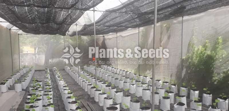Green House Builders