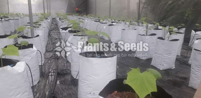 Green House Builders