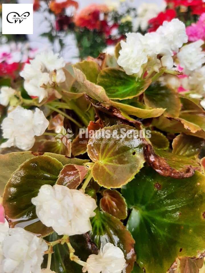 Bigoniyas