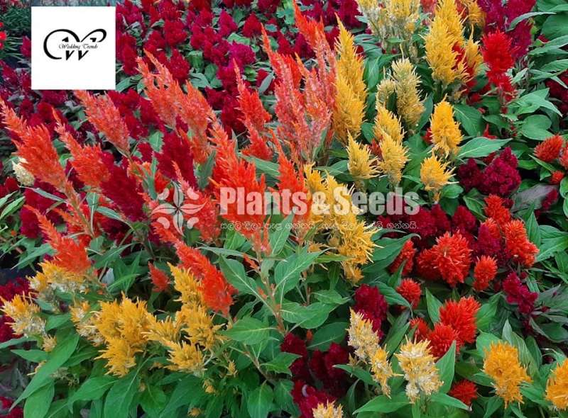 Celosia flower