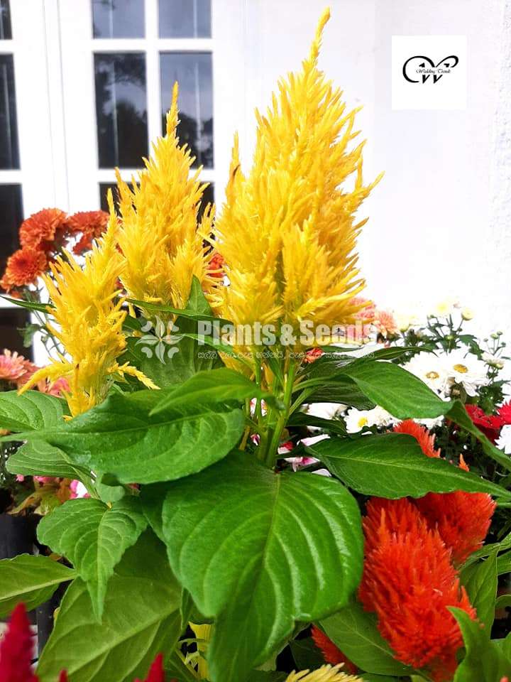 Celosia flower