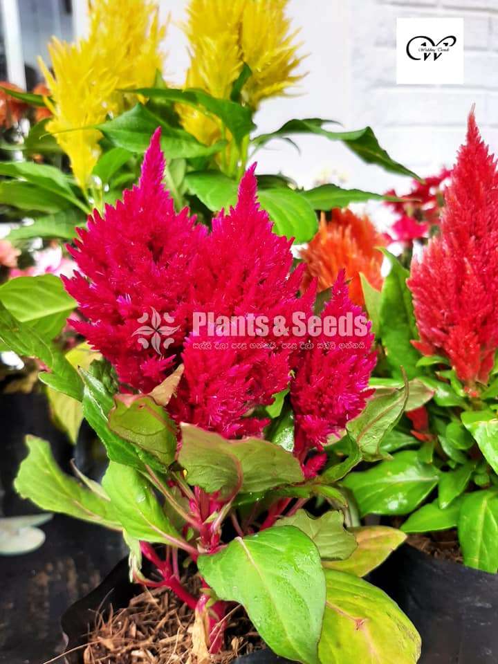 Celosia flower