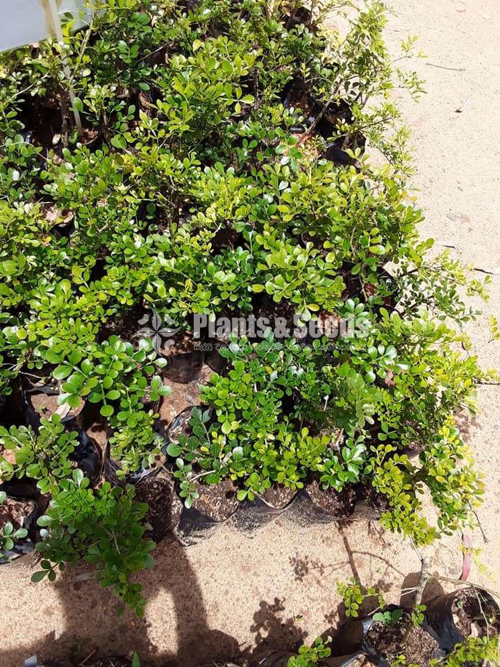 Bud Woodapple Plants