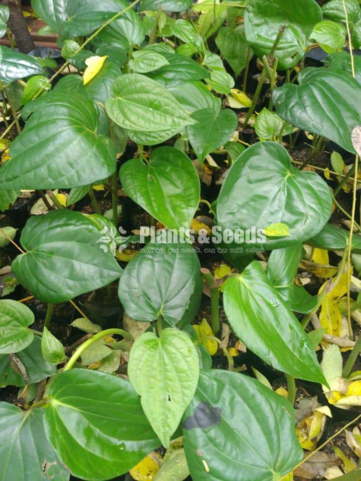 Black Pepper(ගම්මිරිස් )