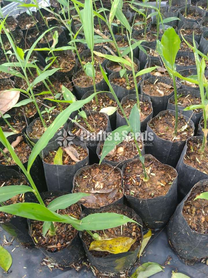 Ginger( ඉගුරු )