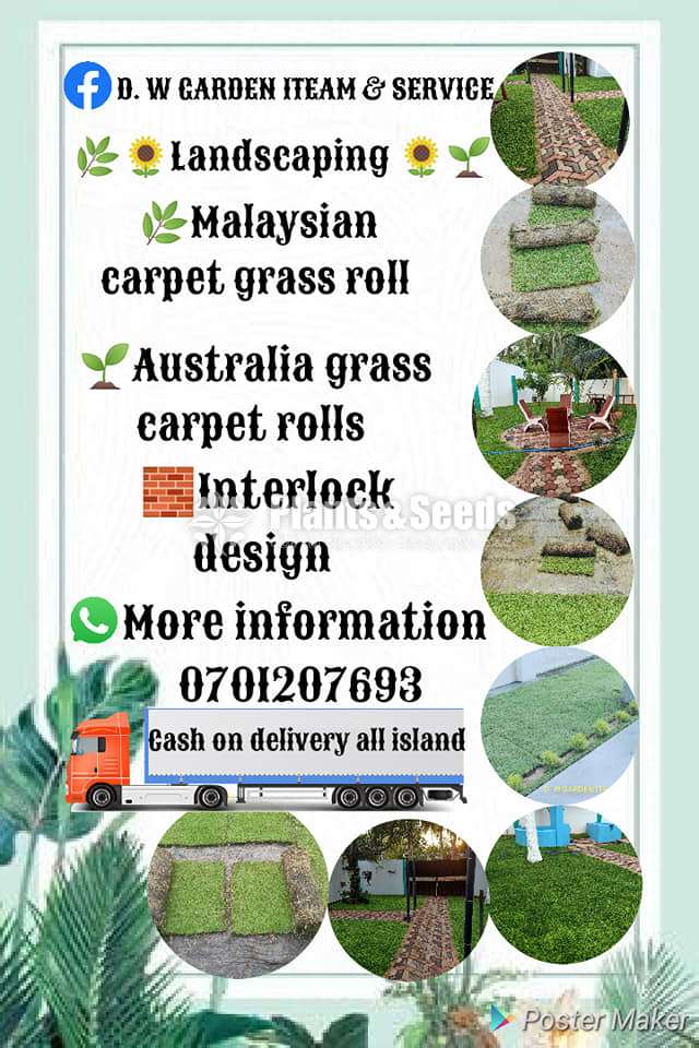 Malaysian Grass
