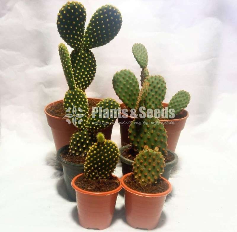 Bunny Ears Cactus