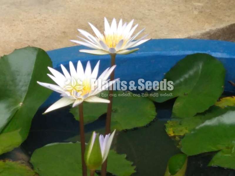 Sudu Manel Waterplants
