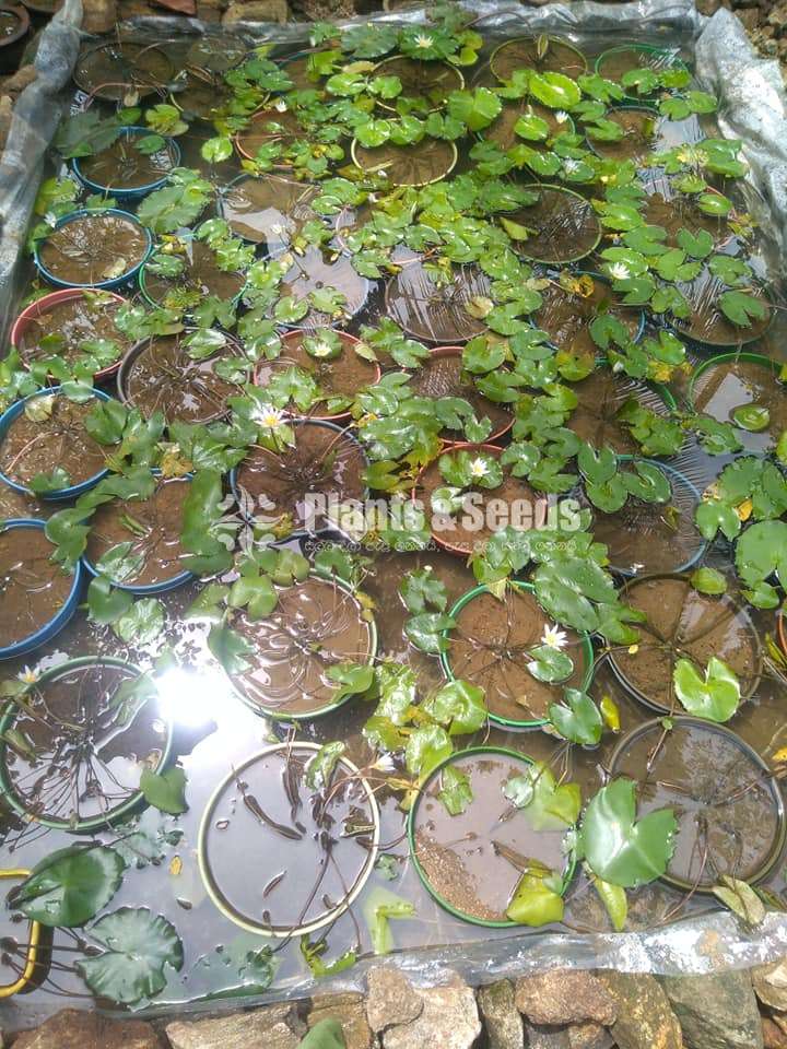 Sudu Manel Waterplants
