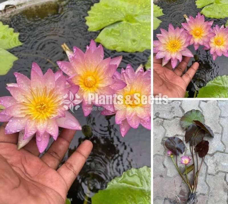 Tropical sunset Water Plant