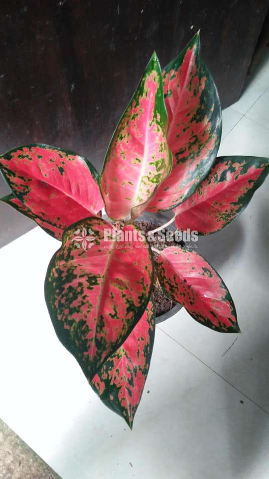 Aglonema Outdoor Plants