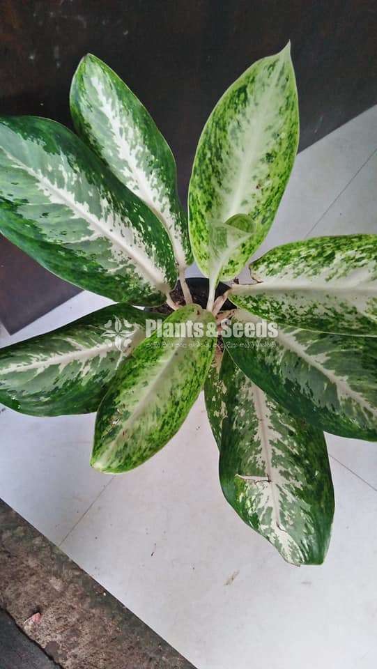 Aglonema Outdoor Plants