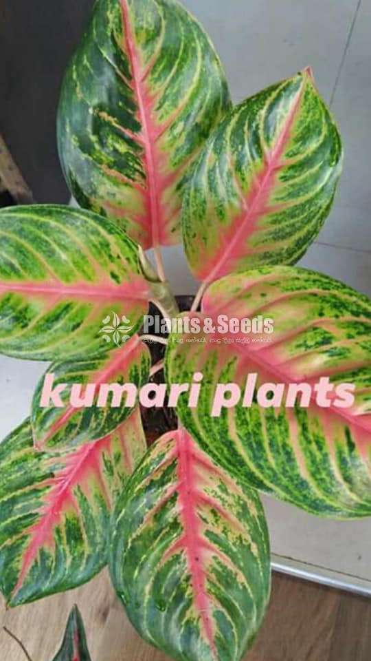 Aglonema Outdoor Plants