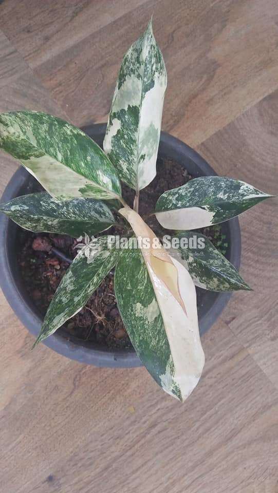 Aglonema Outdoor Plants