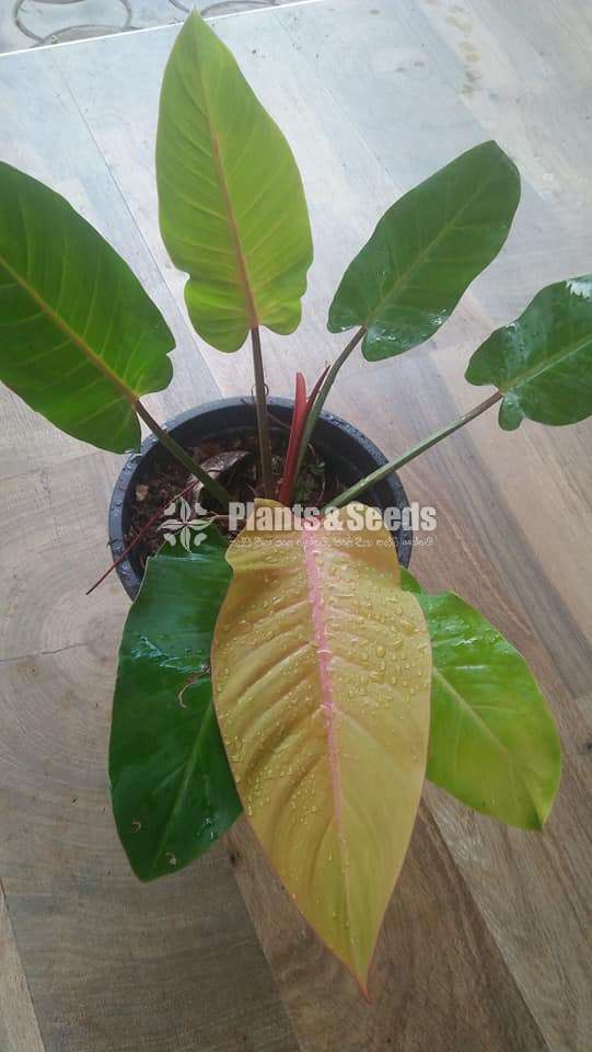 Philodendron Outdoor Plants 