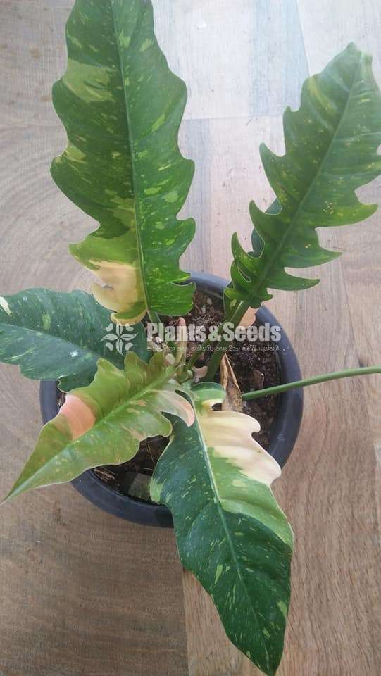 Philodendron Outdoor Plants 
