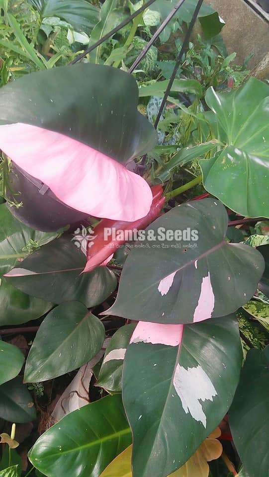 Philodendron Outdoor Plants 