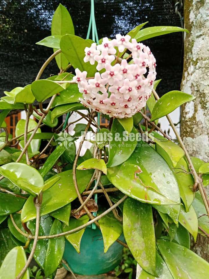 Hoya Plants