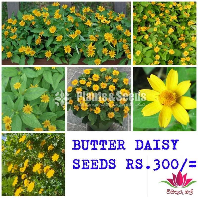 Flower Seeds