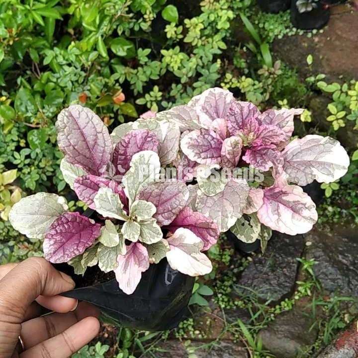 Outdoor Plants