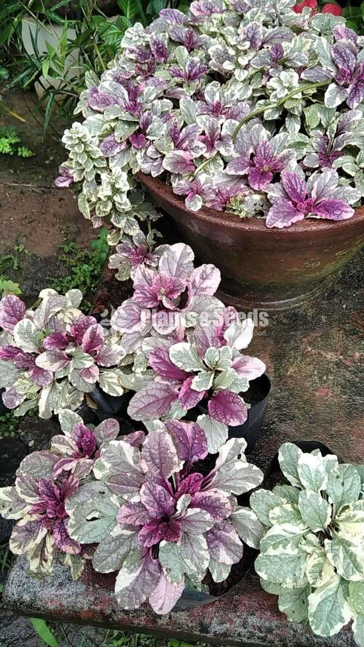 Outdoor Plants