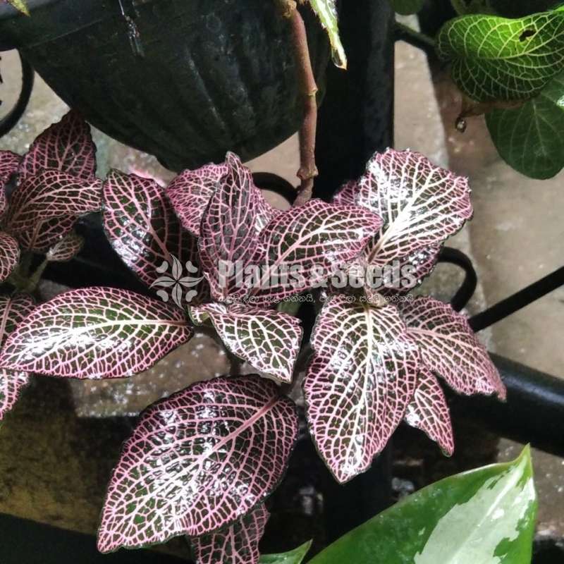 Outdoor Plants