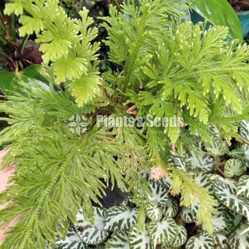 Outdoor Plants