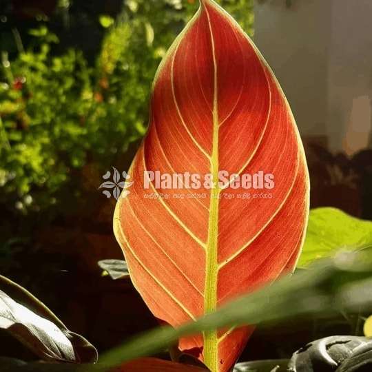 Philodendron Subhastatum
