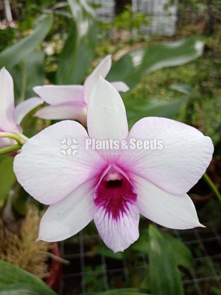 Orchid Plants With Flowers