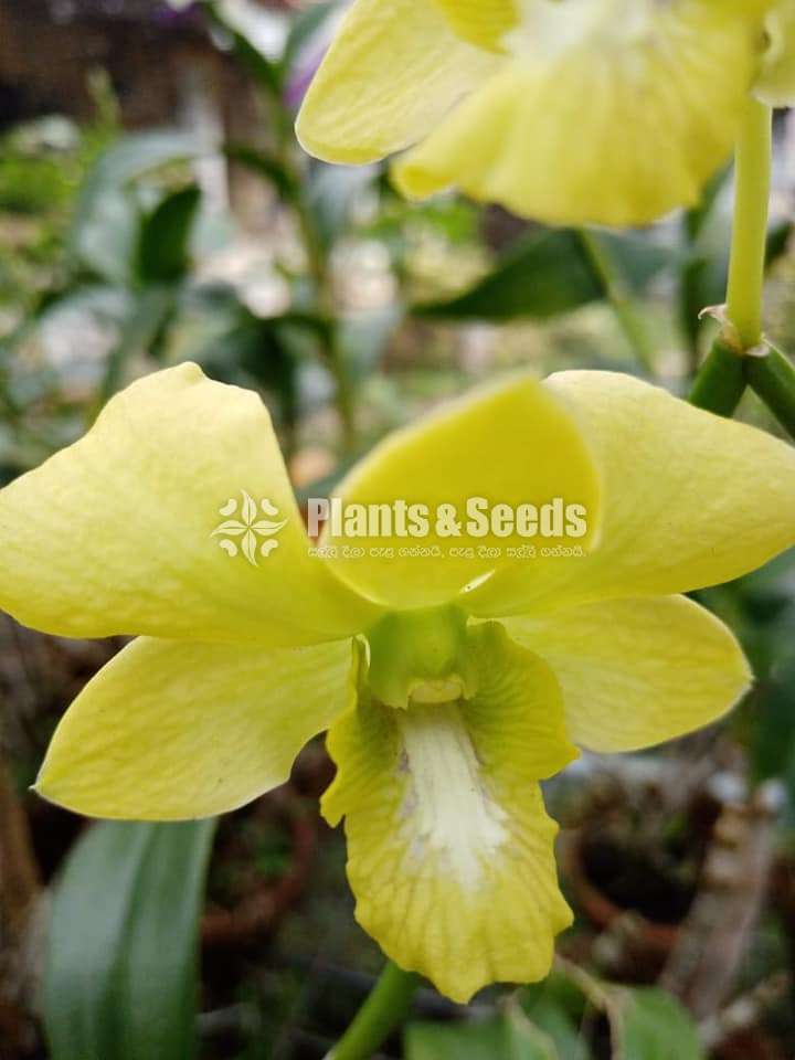 Orchid Plants With Flowers