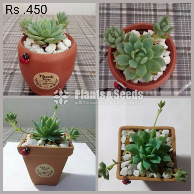 Cactus and Succulent Plants
