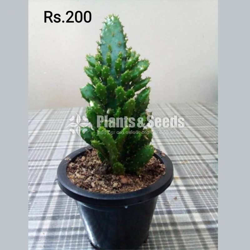 Cactus and Succulent Plants
