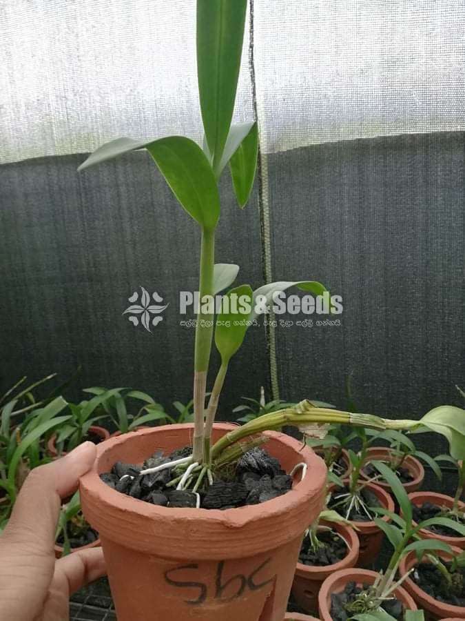 Dendrobium Orchid Plants
