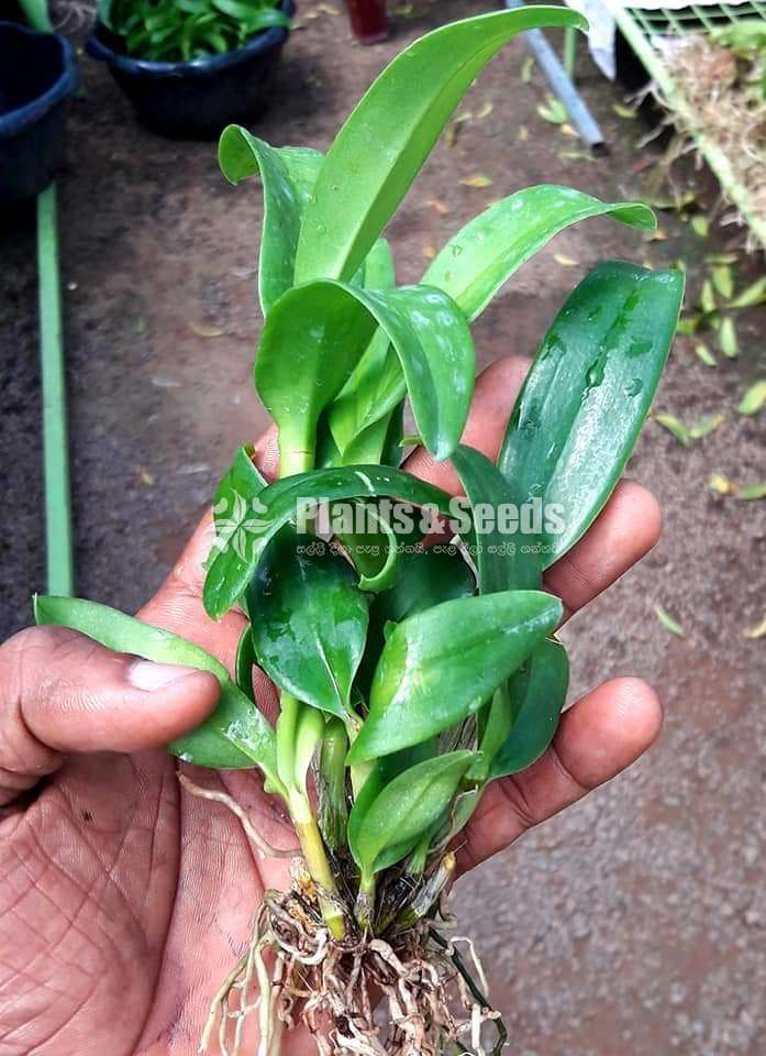 Dendrobium Orchid Plants