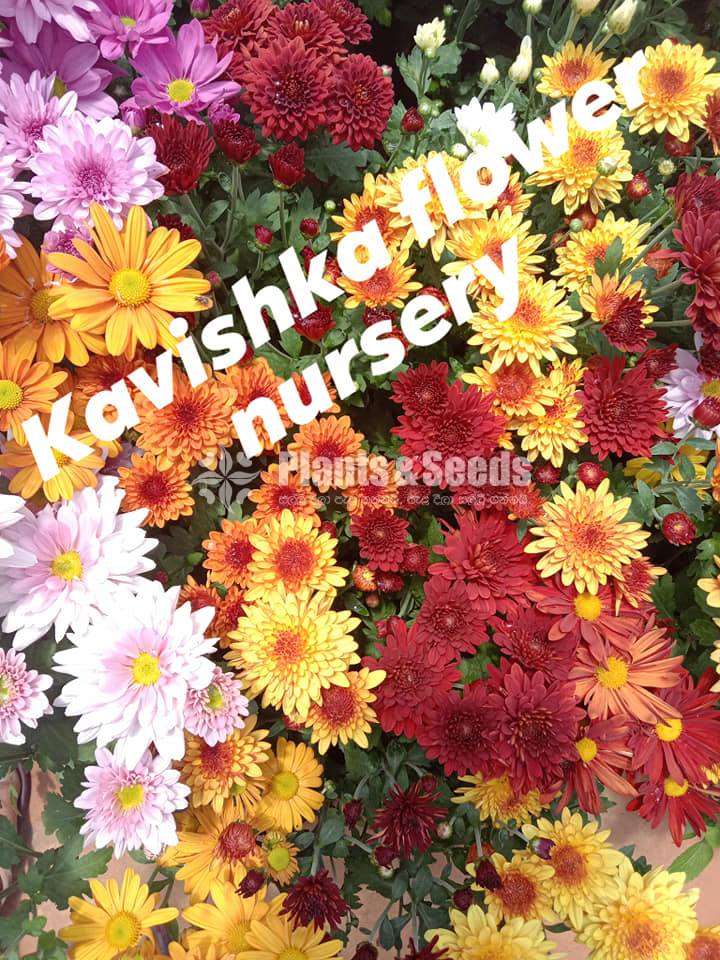 Kapuru (කපුරු)