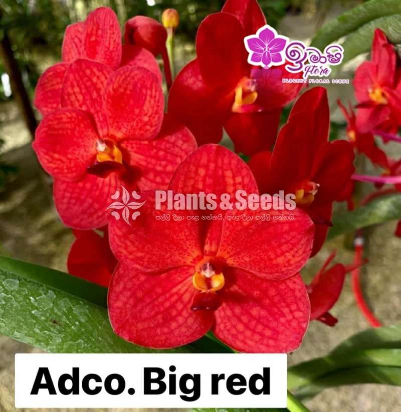 Asocosenda Blooming size Orchids