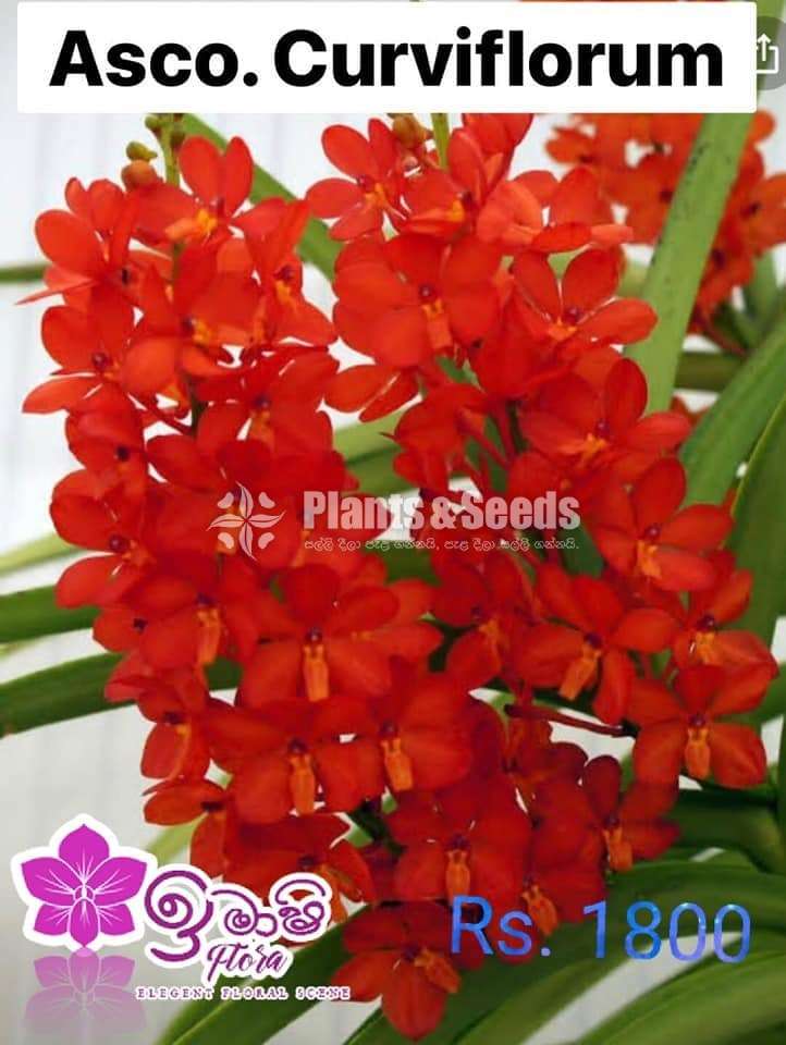 Asocosenda Blooming size Orchids