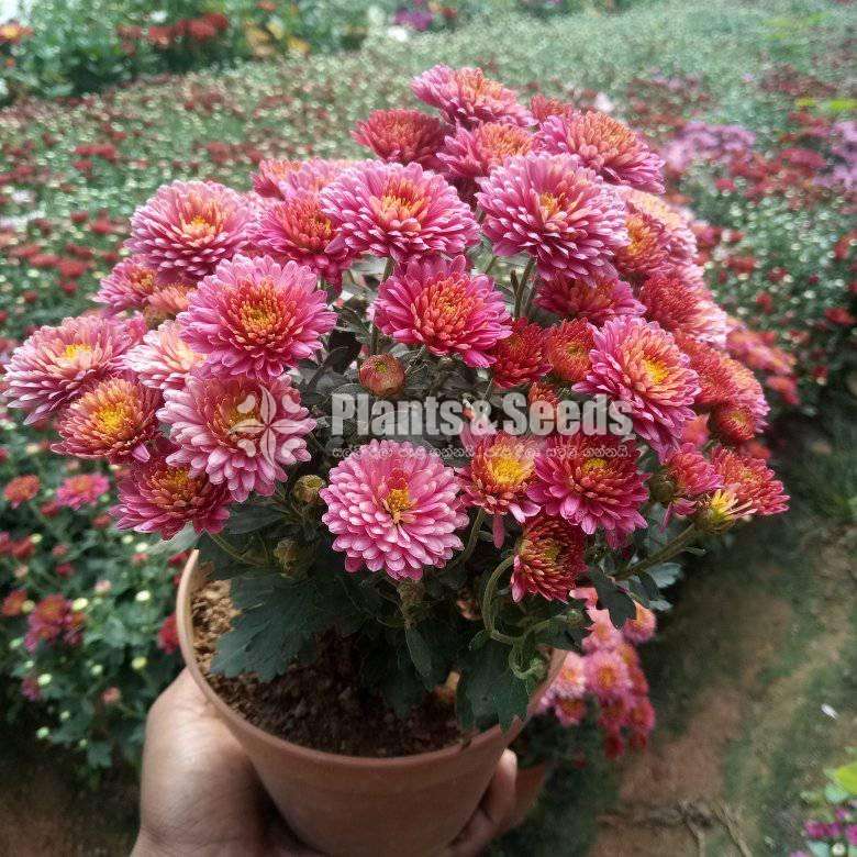 Kapuru (කපුරු)