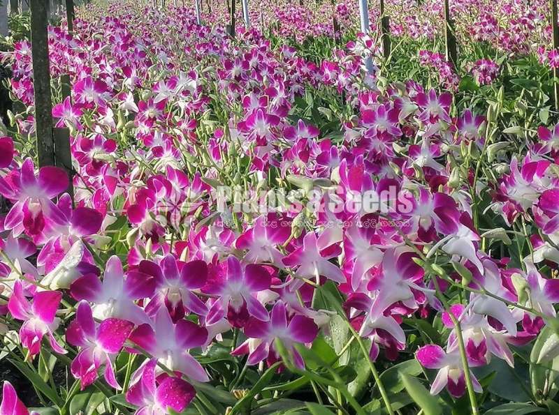 Dendrobium Sonia earsakul and Sonia