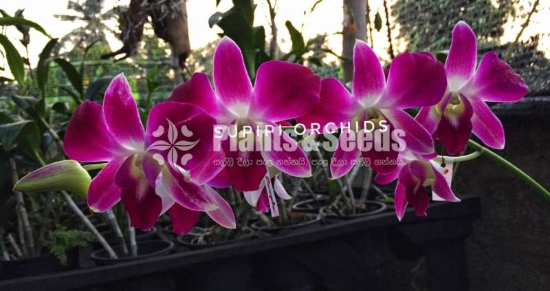 Dendrobium Sonia earsakul and Sonia