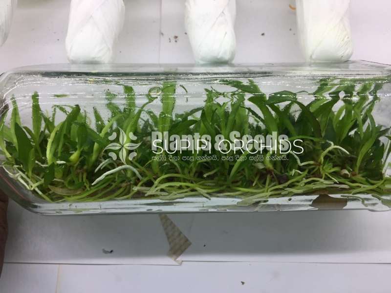 Dendrobium Sonia earsakul and Sonia