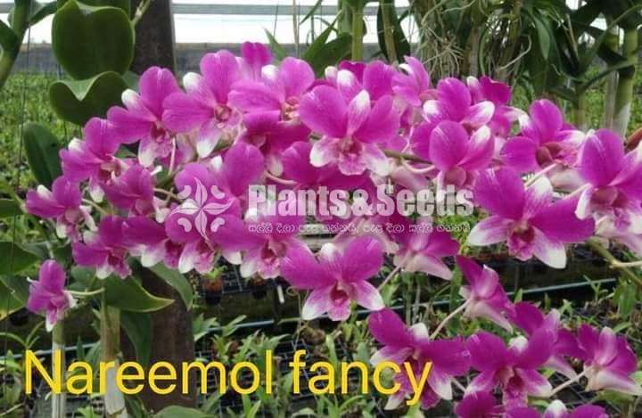 Orchid plants collection
