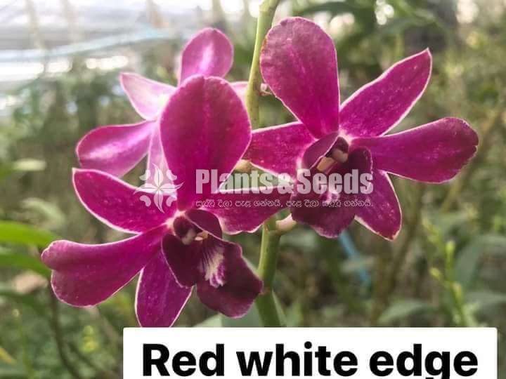 Orchid plants collection