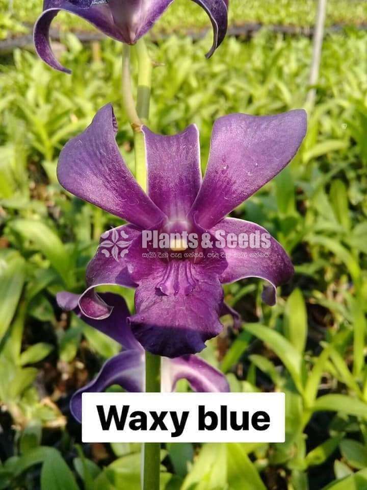 Orchid plants collection