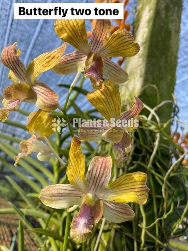 Orchid plants collection