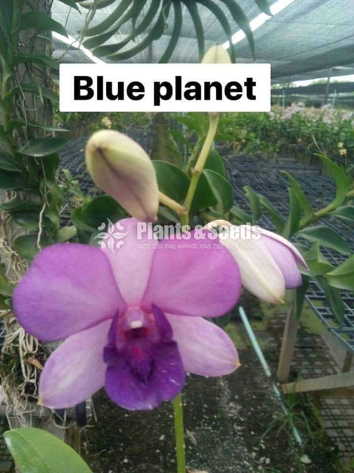 Orchid plants collection